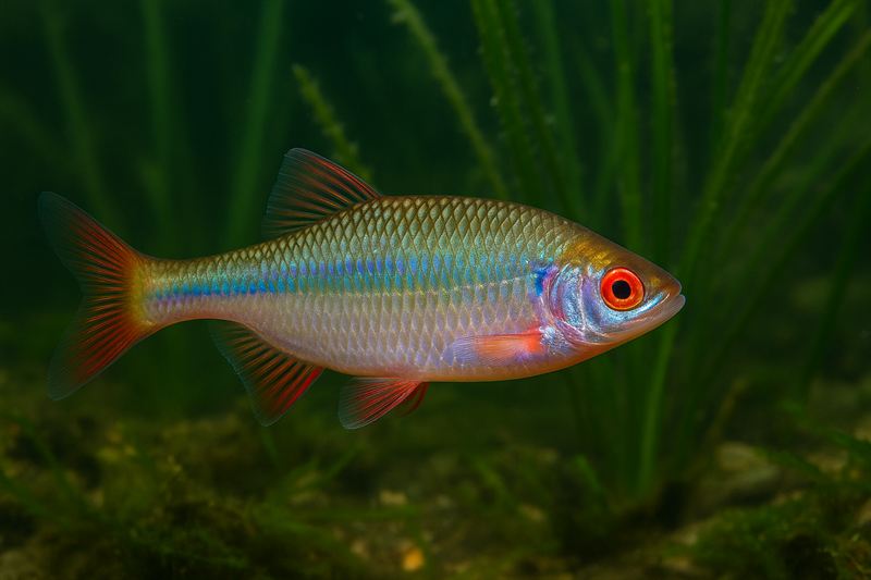Bunter Bitterling im Flachwasser über Muschelbank