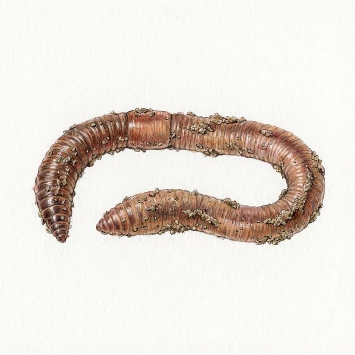 Tauwurm Symbol